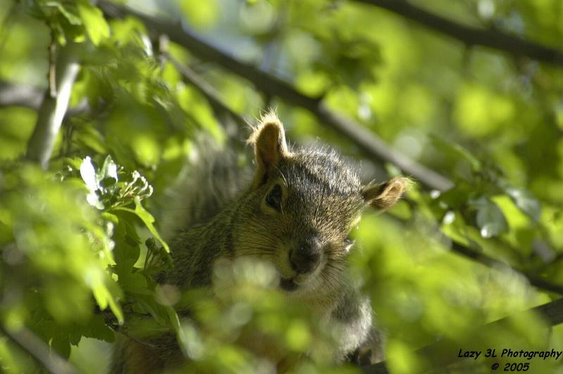Peek-a-Boo Squirrel