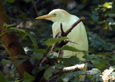 Cattle Egret