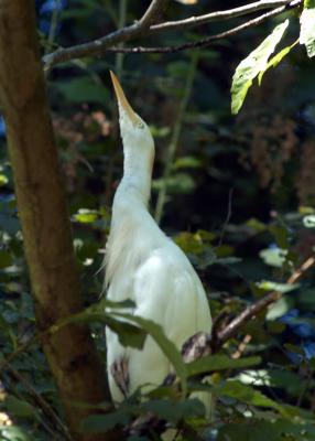 Cattle Egret