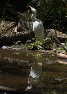 Cattle Egret Reflection