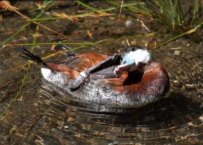 Ruddy Duck