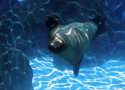 Sea Lion