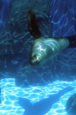Sea Lion