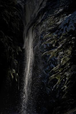 Enchanted ForestPhotoshop'ed Image