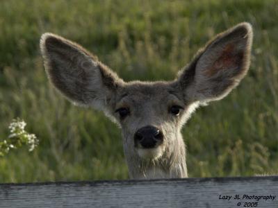 Whatcha doin'?