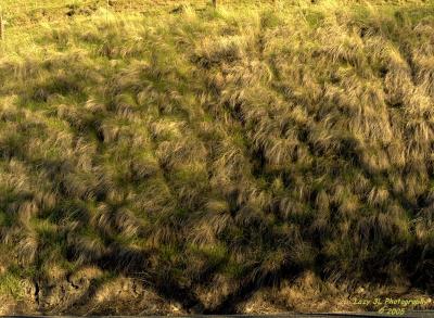 Tree Shadow