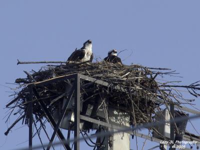 Look, dear, we can see the whole town