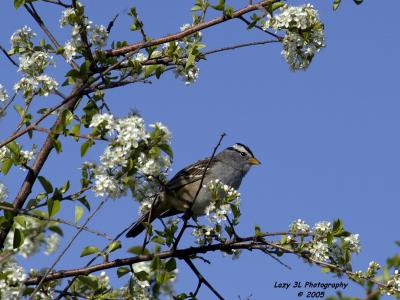 Early morning songster