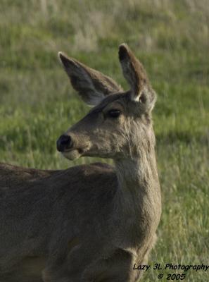 Sunlit doe