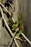 Virginia Creeper