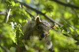 Peek-a-Boo Squirrel