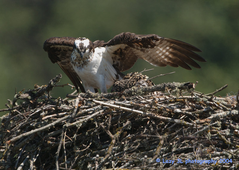 Osprey Family 5