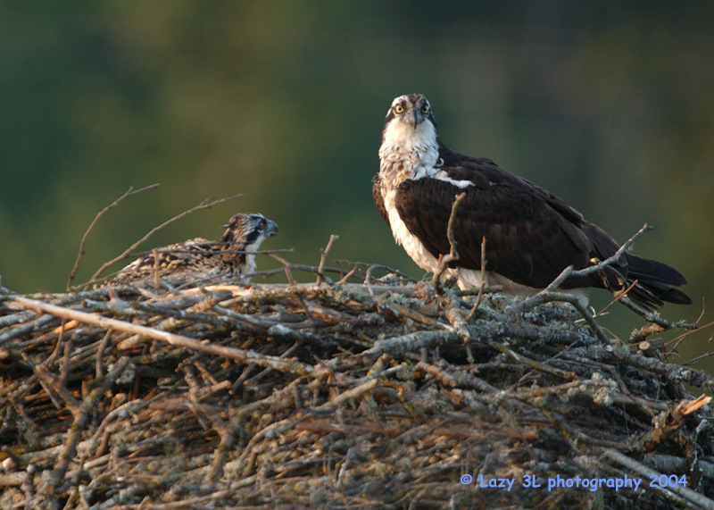 Osprey Family 6