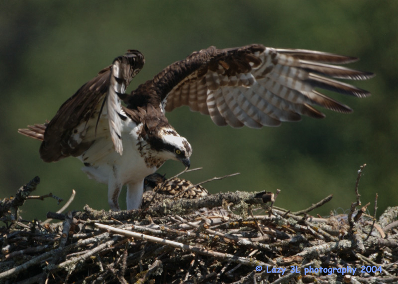 Osprey Family 8