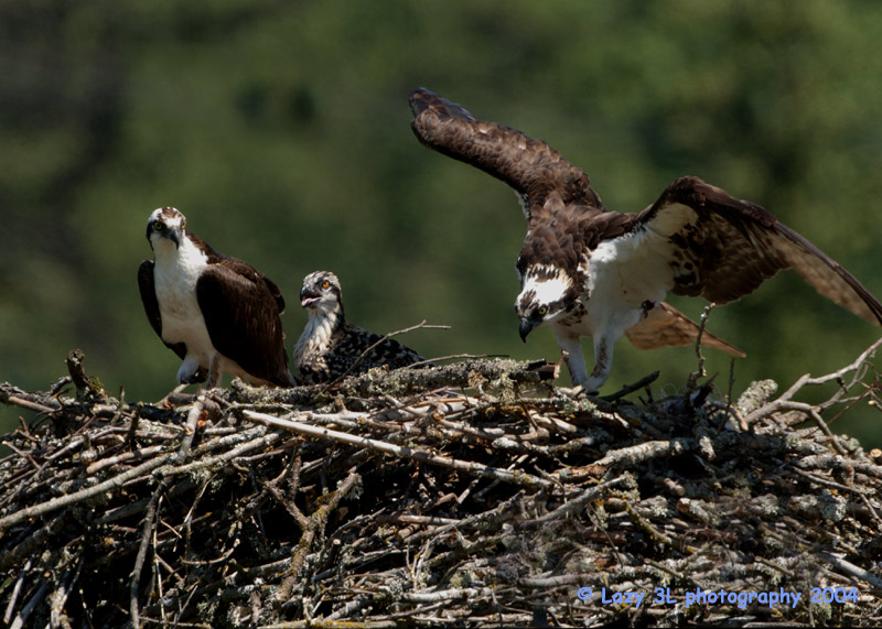 Osprey Family 12