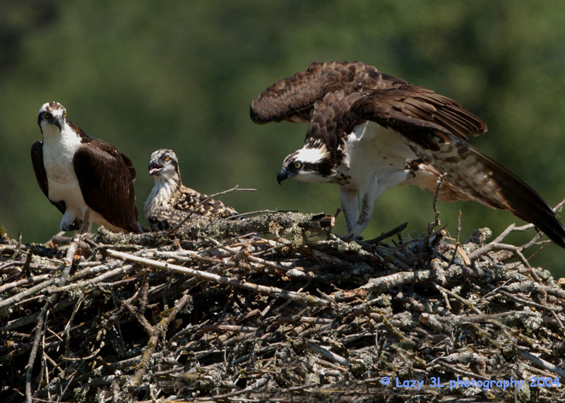 Osprey Family 13