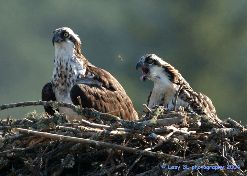 Osprey Family 22