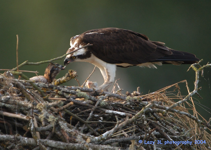 Osprey Family 7