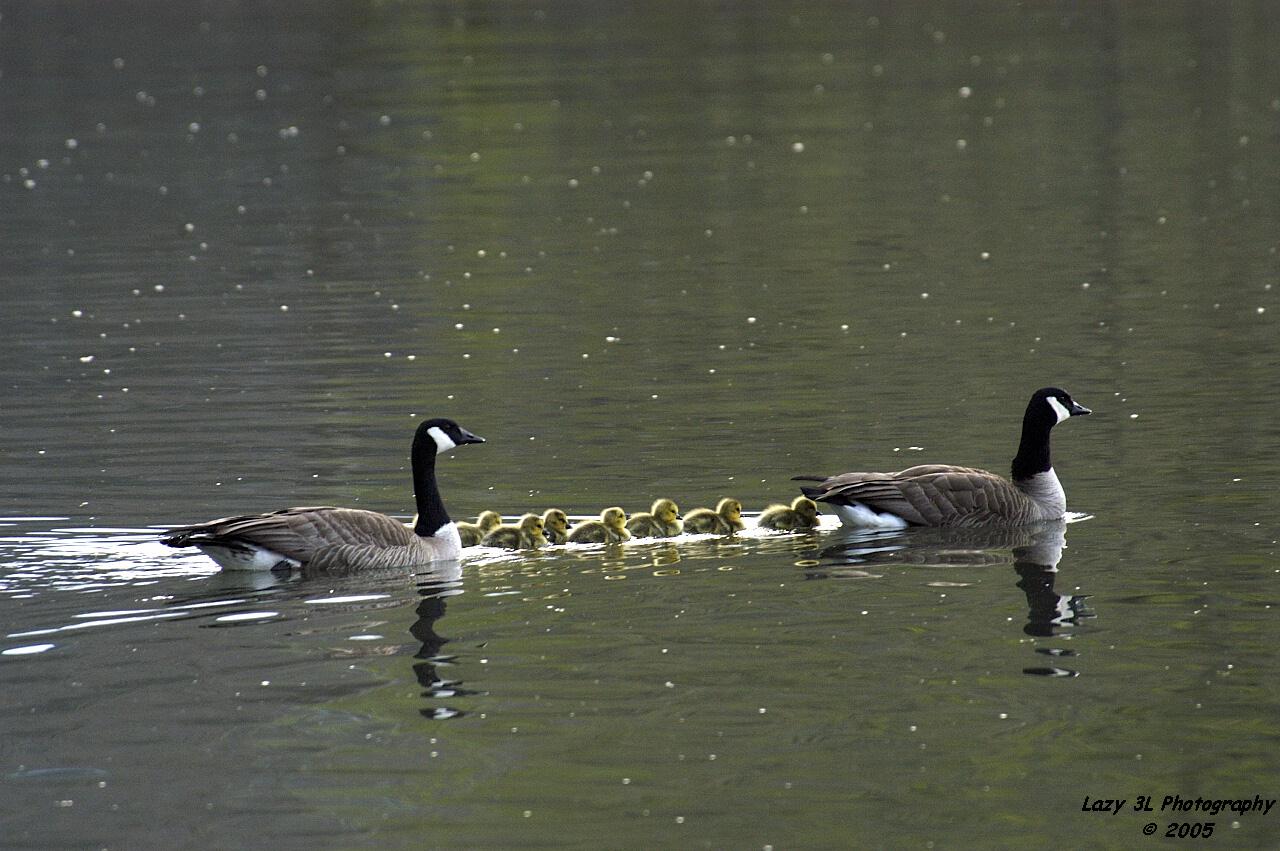 Proud Parents<br>April 7