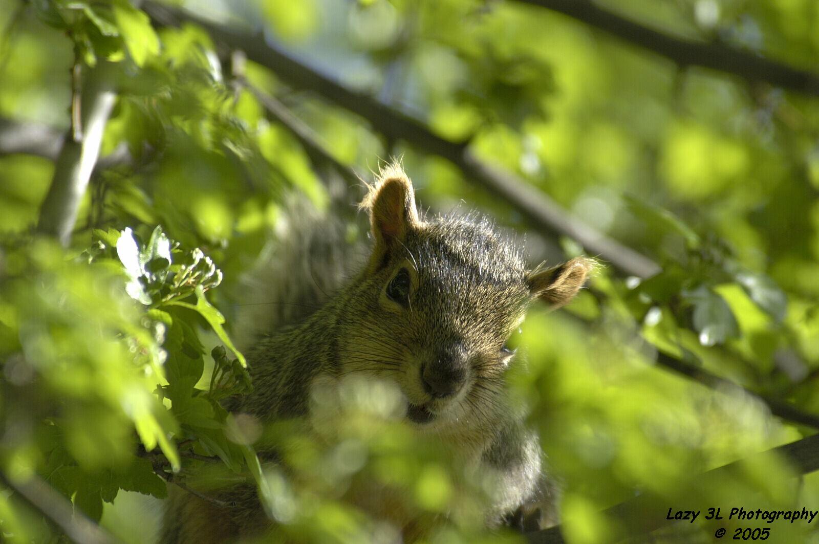 Peek-a-Boo Squirrel