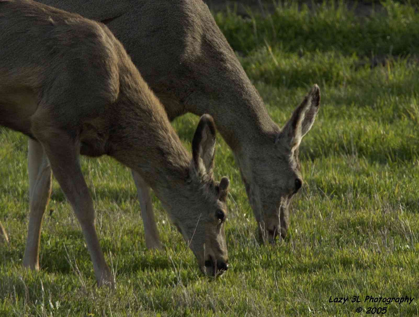 Doe and young buck