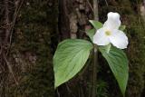 Smoky Mountain Flower 8597