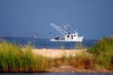 Bolivar Island 3133_800X600.jpg