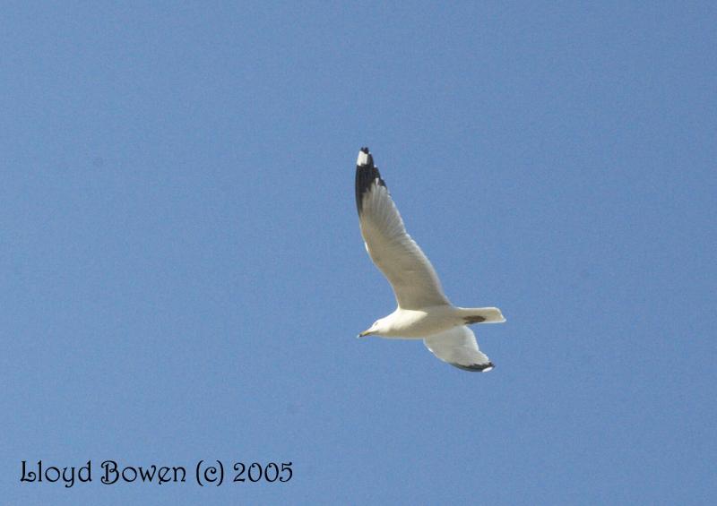 Flying