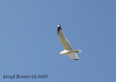 Flying