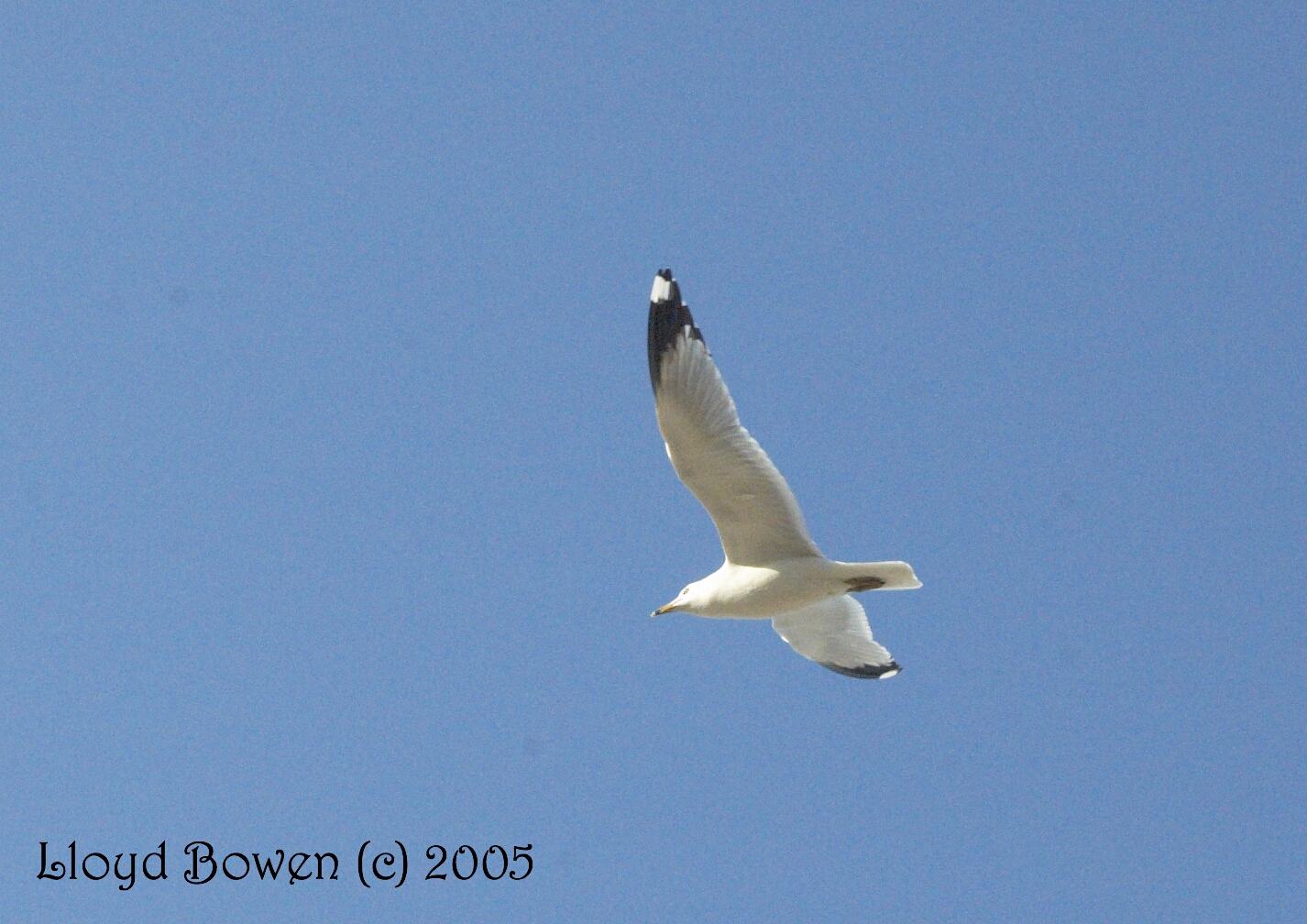 Flying