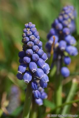 Purple Peas