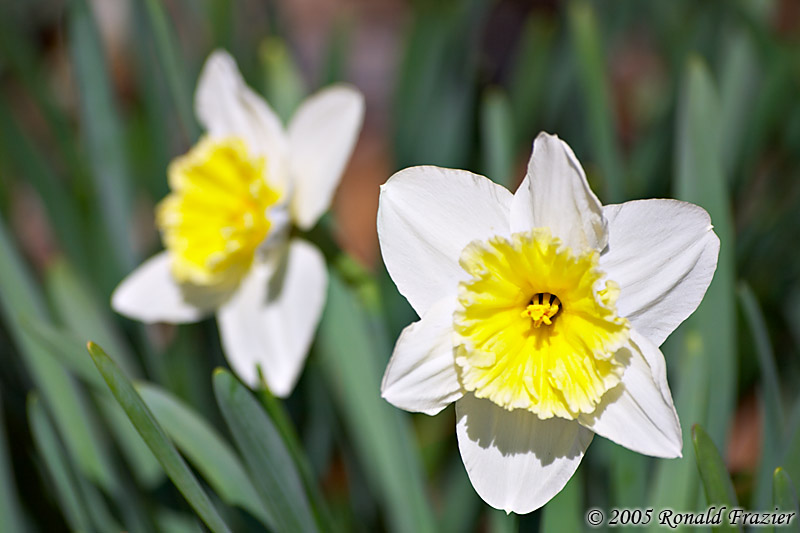 First Blooms of Spring