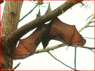 chauve-souris - spectacled flying foxes