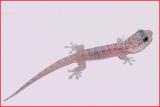 radio-gecko