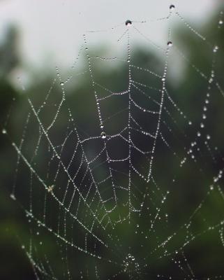 dewy spiderweb
