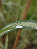 dewdrop