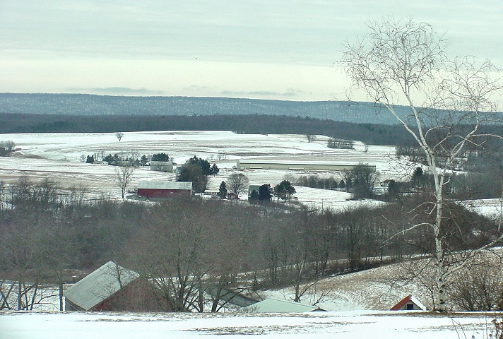 valley birch