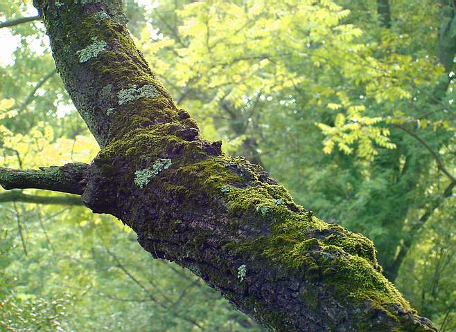 mossy branch