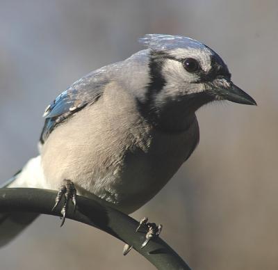 Blue Jay