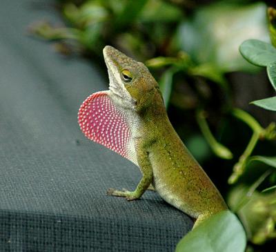 Green Anole