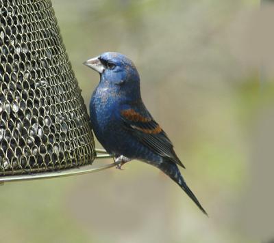 Male