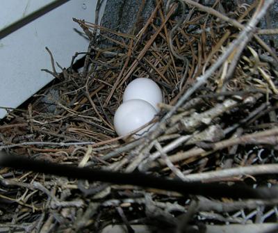 Mourning Dove Nest & Eggs