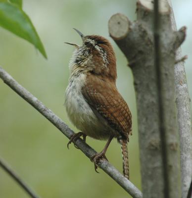 Carolina Wren