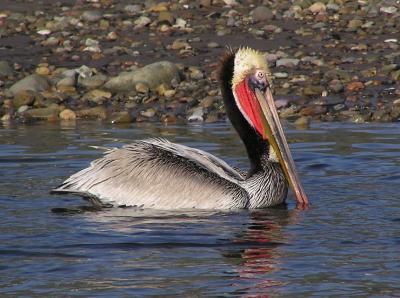 u16/lesliej/medium/38974395.browpelibreedingplumage.jpg