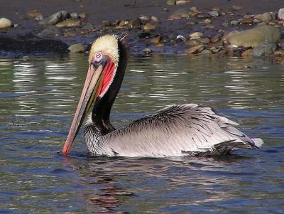 u16/lesliej/medium/38974396.browpelibreedingplumage2.jpg
