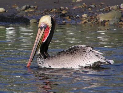 brown peli breeding plumage 2.jpg