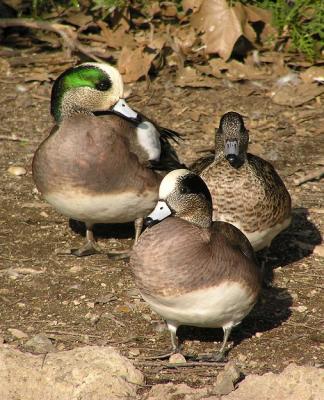 u16/lesliej/medium/39142775.wigeons.jpg