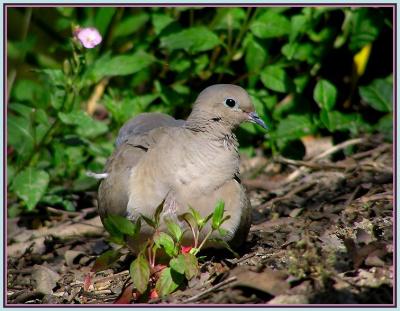 mourning_dove