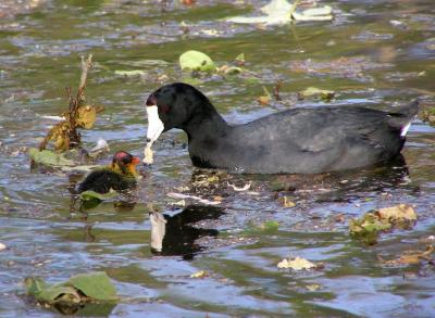 coot and chick 2.jpg