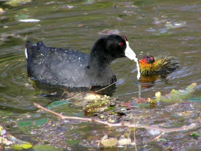 coot and chick 3.jpg